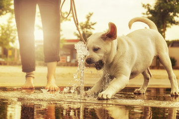 Labrador Welpe spielt wie ein erwachsener Hund an einer Wasserfontäne bei Sonnenuntergang und bellt diese an