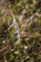 Spider nest