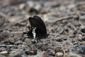 Thai beautiful butterfly