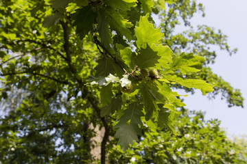 Oak with green leaves.
