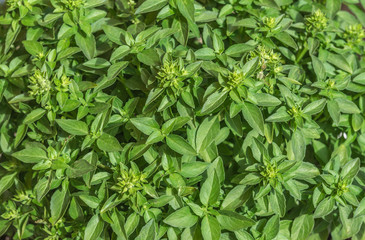 Small basil plant leaves creating a green background texture