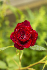 Flower red rose in summer garden in drops of rain. Scarlet rose flower after rain view from above