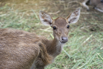 cute shot of a deer kid looked at camera and smile,deer smile,light effect added,selective focus