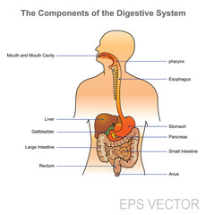 Fototapeta premium The human digestive system consists of the gastrointestinal tract plus the accessory organs of digestion (the tongue, salivary glands, pancreas, liver, and gallbladder).