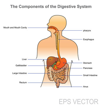 The human digestive system consists of the gastrointestinal tract plus the accessory organs of digestion (the tongue, salivary glands, pancreas, liver, and gallbladder).