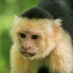 Cute Capuchin Monkey