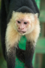 Fototapeta premium Cute Capuchin Monkey