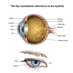 Eyes are the organs of vision. They detect light and convert it into electro-chemical impulses in neurons.
