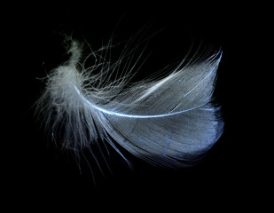a feather in the inversion on a black background