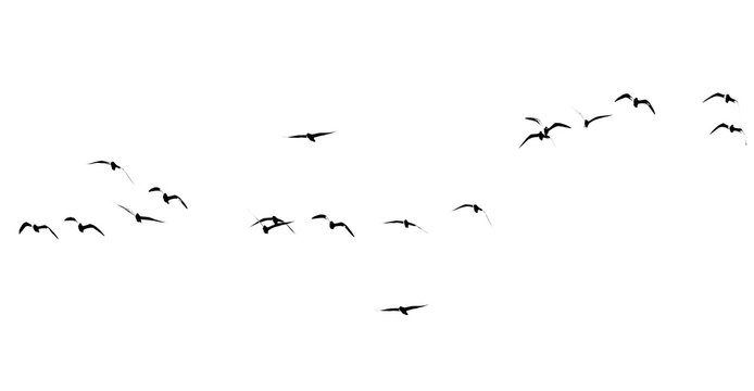 silhouette of a flock of birds on a white background