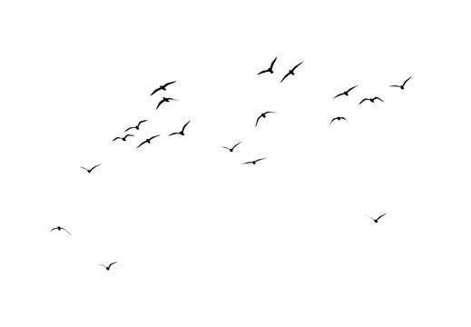 silhouette of a flock of birds on a white background