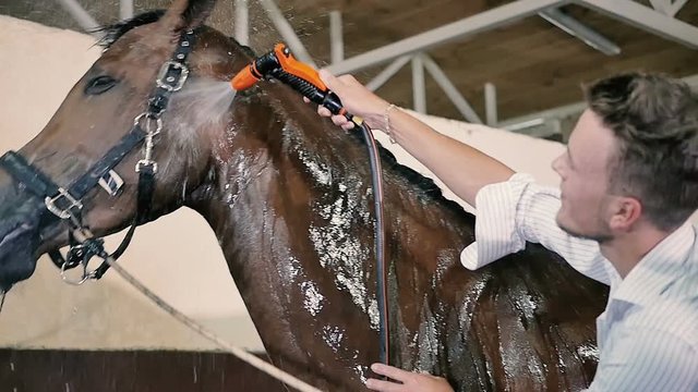 Young man cleaning the horse in the stall