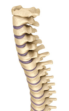 Spine anatomy , 3d render