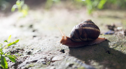 snail on the ground in nature