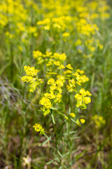 yellow flower in nature