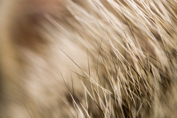 cat fur as background. texture
