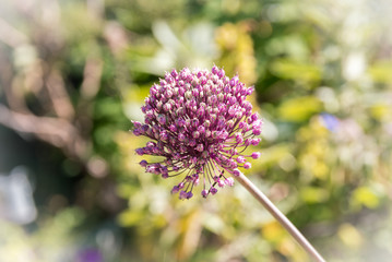 Schnittlauch Blüte - Allium schoenoprasum