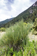 Nature in the mountains of Kazakhstan