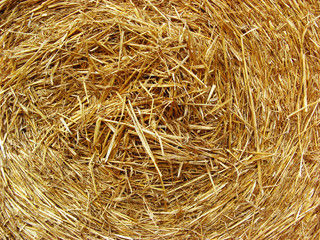 Golden straw texture background, close up