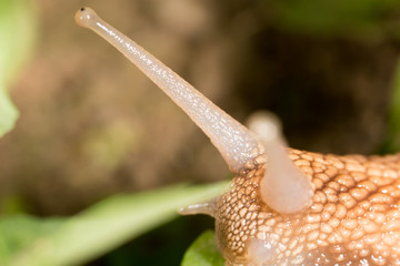 detail of a snail in nature. super macro