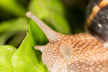 detail of a snail in nature. super macro