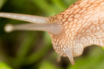 detail of a snail in nature. super macro