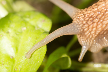Eye snail in nature. super macro