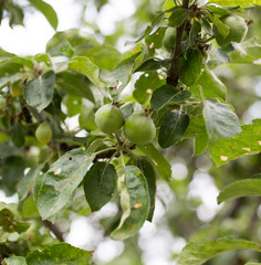 Green apples on the tree