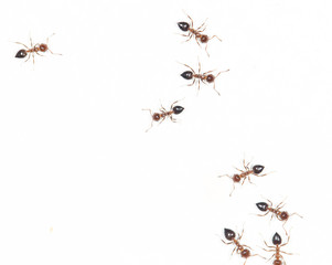 ants on a white wall