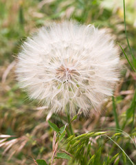 big fluffy dandelion on nature