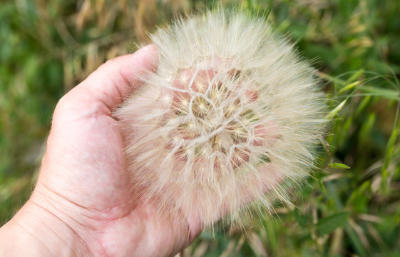 Fototapeta big fluffy dandelion on nature