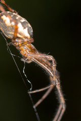 Spider in nature. macro