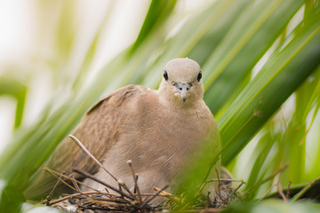 Dove bird sitting in the nest on a palm tree