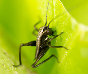 Grasshopper on a green leaf. macro