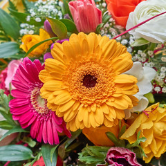 colorful gerber daisy flowers closeup, natural background