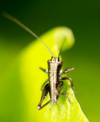 Grasshopper on a green leaf. macro