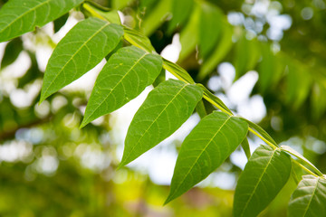 green leaves on the tree