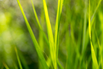 green grass in nature as a background