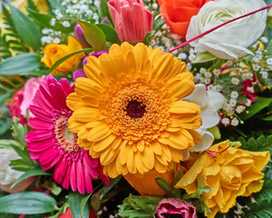 colorful gerber daisy flowers closeup, natural background