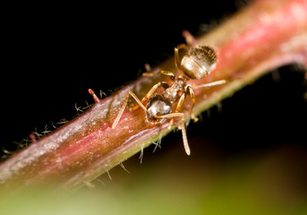 aphids on the plant. macro