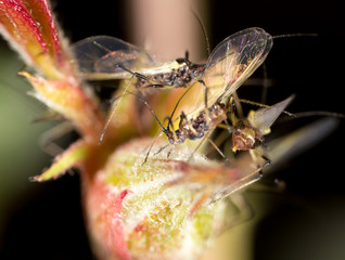 aphids on the plant. macro