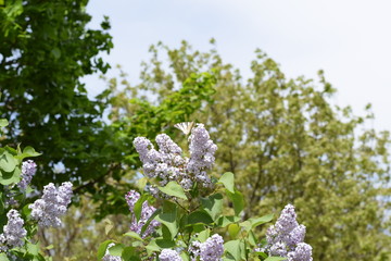 Butterfly white sailboat on the flowers of lilac