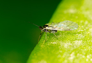 fly on a green leaf. macro