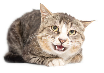 Fototapeta premium Cat portrait on a white background