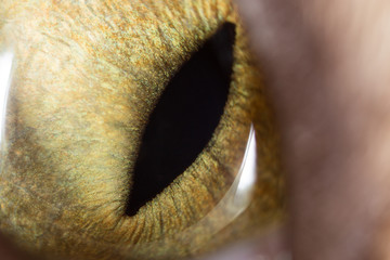 Fototapeta premium yellow cat eyes. super macro