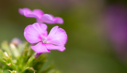 Fototapeta premium purple flower in nature