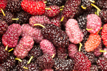 berry mulberry trees as a backdrop. macro