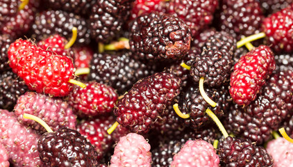 berry mulberry trees as a backdrop. macro