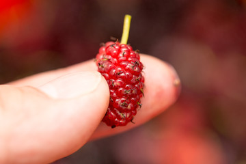 mulberry berries in a hand