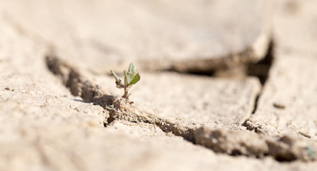 young green sprout in the dry ground